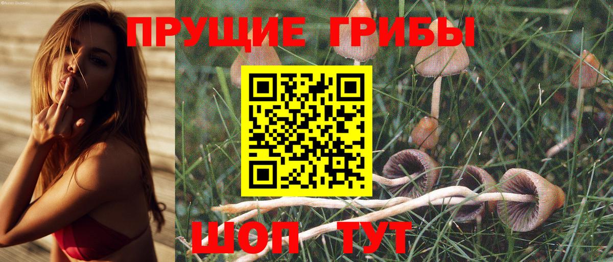 Новоалександровск  Псилоцибиновые грибы GOLDEN TEACHER  Вход с VPN 